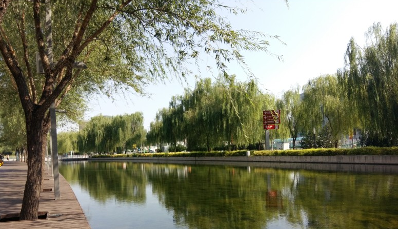 天津东丽湖新新地河生态林绿化工程三标段工程